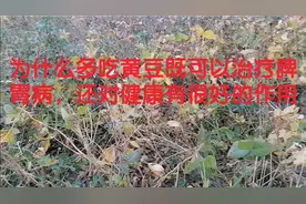 为什么多吃黄豆既可以治疗脾胃病，还对健康有很好的作用视频封面
