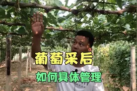 葡萄采收后如何具体管理视频封面
