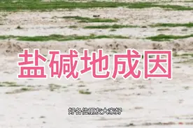 盐碱地成因视频封面