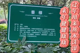 香樟树，在当地有习俗过年用来洗澡，来年健健康康，做樟脑丸视频封面