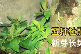 杜鹃一年能长30厘米？5种杜鹃盆景，我更喜欢那种视频封面