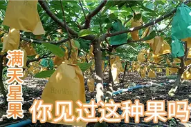 广西热带水果，世界十大稀有水果之一，这种水果亩产超5W视频封面