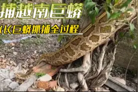 越南小伙抓捕5米长巨蟒全过程视频封面