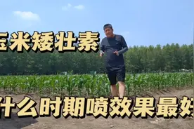 玉米矮壮素，旺控什么时期喷，效果最好，高产玉米种植小知识。视频封面
