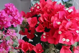 三角梅为什么不开花？做好这三个原因，30后花开爆盆视频封面