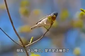 不能入睡的你可以看一下，兴许有帮助！视频封面