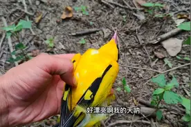 树林里发现的一只鸟，鸟类颜值天花板了吧！视频封面