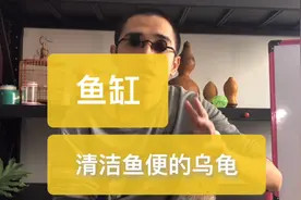 一直被鱼缸里的粪便所困扰，会打扫鱼便的乌龟听没听说过？视频封面