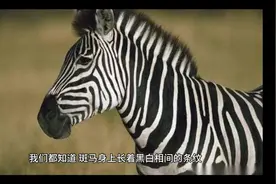 斑马是长了白色条纹的黑马！视频封面