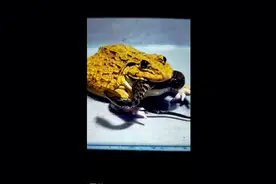 蛙蛇夺杀斗狠，最后鹿死谁手视频封面