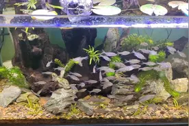 新手养鳑鲏的一些坑和弯路视频封面