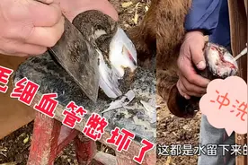 驴脚上毛细血管憋出红水了，修后用盐水冲洗消炎，驴马瞬间轻松了视频封面