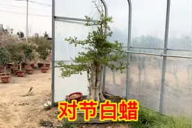 有人说对节白蜡是盆景之王，庭院别墅种植首选，生命力顽强还好养视频封面