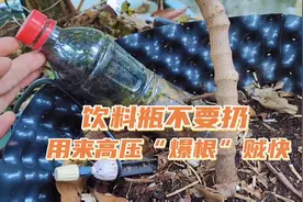 饮料瓶不要扔，用来“高压”葡萄，1个多月就装满根，一年有果吃视频封面