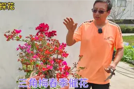 三角梅同安红小老桩想要爆花并不难！这个方法可以试试看视频封面