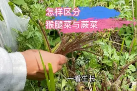 猴腿菜好吃又营养！猴腿菜的毛能吃吗？猴腿菜是蕨菜吗？