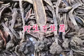 野生万生菌，也叫回春草。视频封面