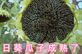 楼顶向日葵成熟了，我用农村土方法来分离空壳瓜子，进来看看