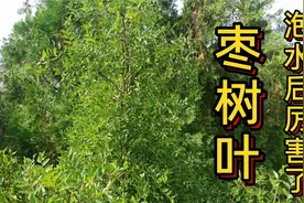 枣树叶泡水有两个妙用视频封面