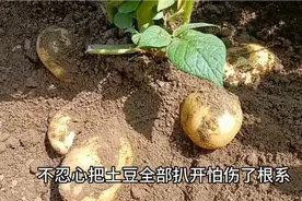 土豆是否需要整枝打叉