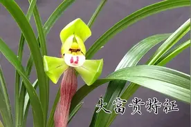 浙江资深兰农推荐新兰友养的兰花，春兰名品大富贵，好养花香花美视频封面