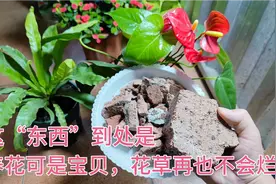 这种“烂砖头”到处是，养花的宝贝，花再也不烂根，很多人不知道视频封面