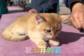 宠物市场的猫为什么被遗弃？到底是不是猫瘟？视频封面