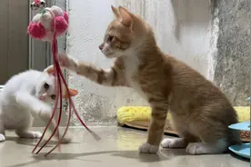 小奶猫第一次玩玩具，样子像猴子跳舞，表情逗趣萌翻了视频封面