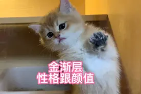 金渐层的颜值与性格之间你会选哪个，爱擦玻璃的猫会有人喜欢么视频封面