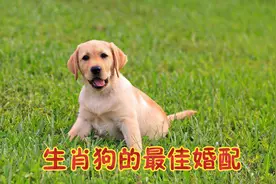 生肖狗的最佳婚配，和哪几个生肖在一起，能婚姻幸福，白头偕老？