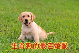 生肖狗的最佳婚配，和哪几个生肖在一起，能婚姻幸福，白头偕老？视频封面