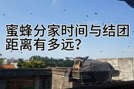 蜜蜂分家规律时间几点钟？结团距离是有多远？视频封面