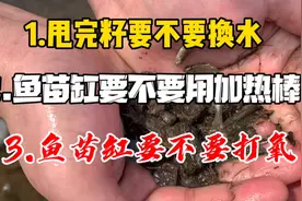 金鱼繁殖缸甩完籽要不要换水，要不要用加热棒，要不要打氧视频封面