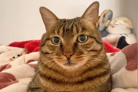 狸花猫一大早把主人踩醒，还若无其事的卖萌咕噜咕噜视频封面