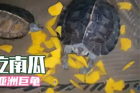 家里有吃不完的南瓜不要丢弃，去皮切片喂亚洲巨龟，亚巨超爱吃！视频封面