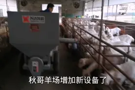 羊场购进一套小设备 增加了4倍效率视频封面