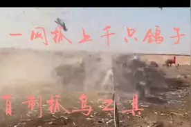 自制抓鸟工具！一网抓住上千只鸽子！视频封面
