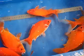 中国红冷水鹦鹉。东北朋友，不能论斤给你的，快递包装包活到家！视频封面
