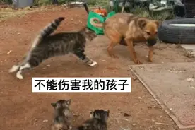恶犬威胁小奶猫的生命，猫妈妈奋不顾身保护孩子，不顾伤情斗恶犬视频封面