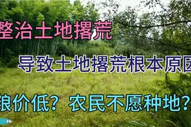 整治土地撂荒，出现撂荒的根本原因是粮价低？农民不愿种？并不是视频封面