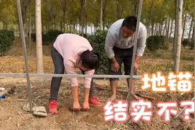 农村大哥建菜棚，地锚防风很重要，媳妇全力试拔一下，结实程度！视频封面