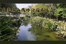 东莞茶山燕岭公园东片区，这里溪流中水草茂密，景色不错来看看吧视频封面