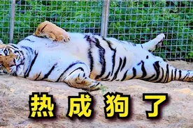 40℃高温，600斤大老虎都热成“狗”了！女主人的降温方式太逗了视频封面