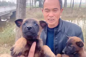 50块💰的马犬，你敢买吗视频封面