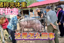 400多斤猪8块一斤卖掉，用一个口袋就装笼子里，上称后猪却留下了视频封面