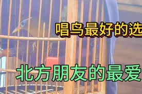 如何挑选唱鸟？这种鸟漂亮又爱唱歌，北方朋友的最爱，你心动吗视频封面
