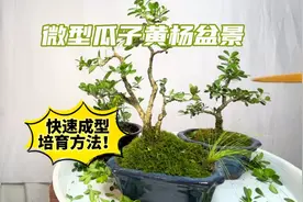 小微瓜子黄杨盆景培育方法，成型快方法简单！新手赶紧看看视频封面