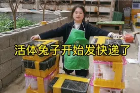 活体兔子可以发快递了，感谢朋友们对勤姐的支持，你喜欢哪种兔子视频封面