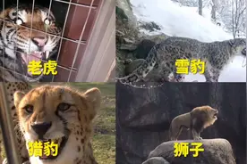 不同猫科动物的真实叫声，老虎叫声有多恐怖？视频封面