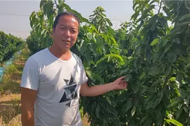 永莲樱桃俄罗斯8号樱桃视频封面